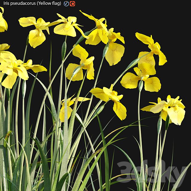 Iris pseudacorus – Yellow flag – 01 3ds Max - thumbnail 2