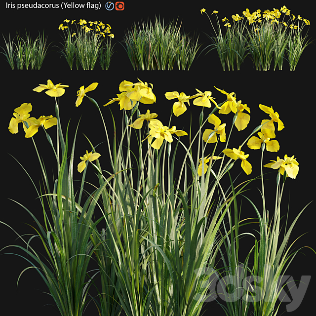 Iris pseudacorus – Yellow flag – 02 3ds Max - thumbnail 1