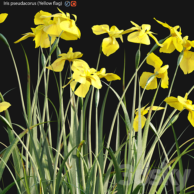 Iris pseudacorus – Yellow flag – 02 3ds Max - thumbnail 3