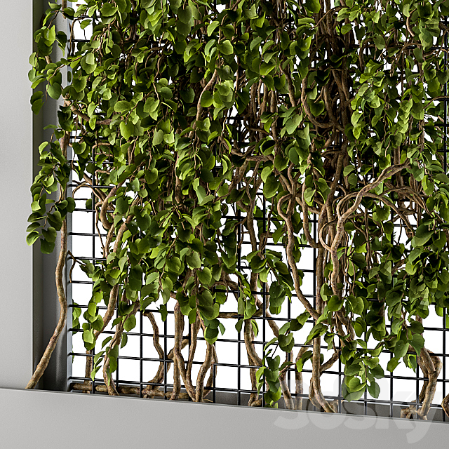 ivy Box Plants Gray 3ds Max - thumbnail 2