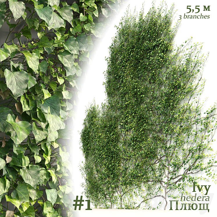 Ivy \/ Hedera Helix #1 3DS Max - thumbnail 1