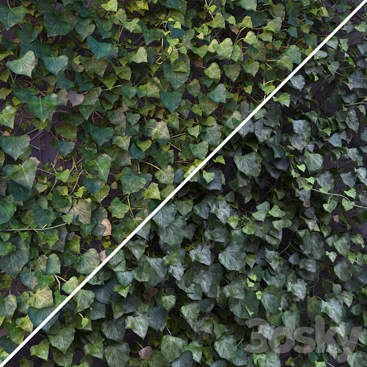 Ivy \/ Hedera Helix #1 3DS Max - thumbnail 2