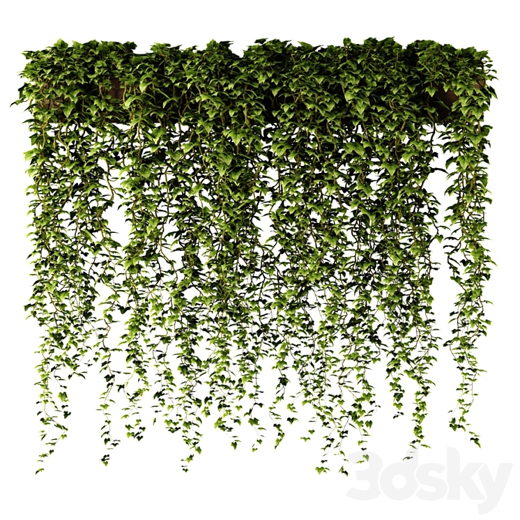 Ivy in a long rectangular planter 3DS Max - thumbnail 1