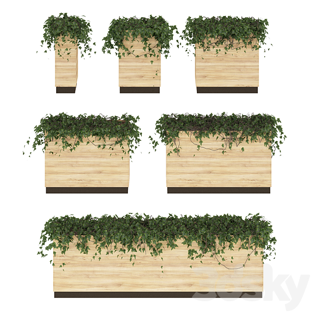 Ivy in pots. 6 Models 3DSMax File - thumbnail 1