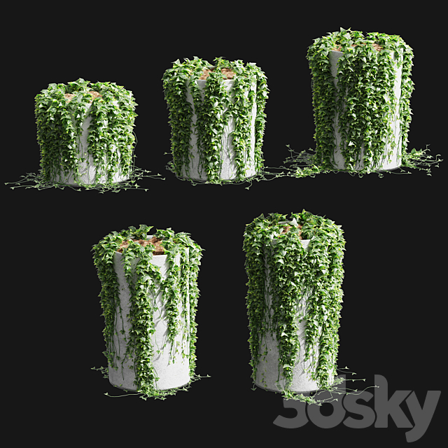 Ivy in round tubs. 5 models 3DSMax File - thumbnail 1