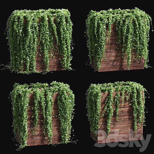 Ivy in tubs. 4 models 3DSMax File - thumbnail 1