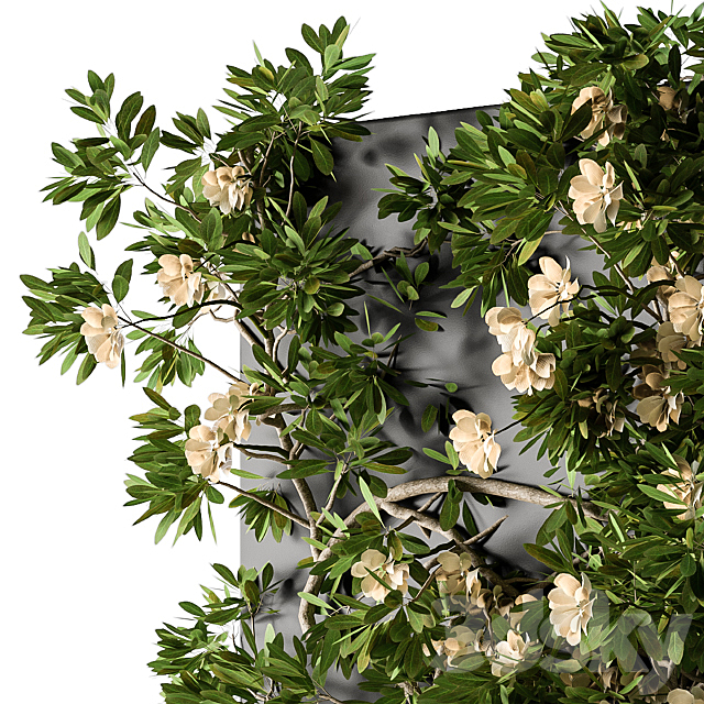 Ivy Plants Box with Flower 02 3ds Max - thumbnail 2