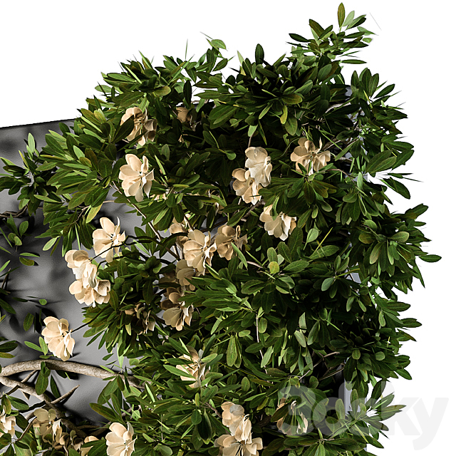 Ivy Plants Box with Flower 02 3ds Max - thumbnail 3