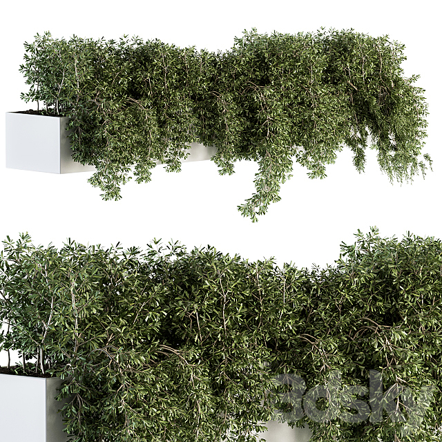 ivy plants in box – Outdoor Set 80 3DSMax File - thumbnail 1