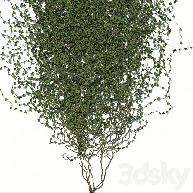 Ivy Wall 02 3ds Max - thumbnail 3