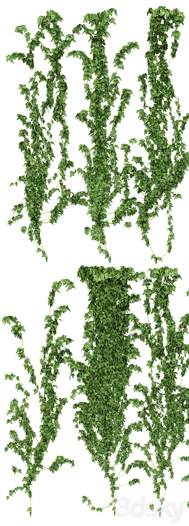 Ivy wall. 16 species 3DS Max Model - thumbnail 2