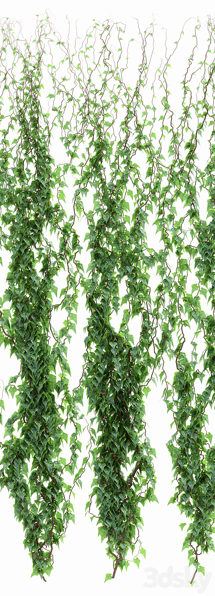 Ivy Wall 3DS Max - thumbnail 2