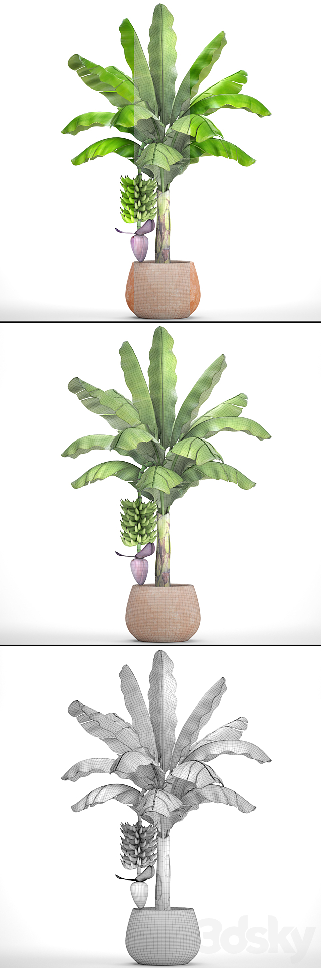 Japanese banana 1. Banana palm with fruits pot flowerpot bush colorful decorative exotic fruit flower clay clinker 3DS Max Model - thumbnail 3