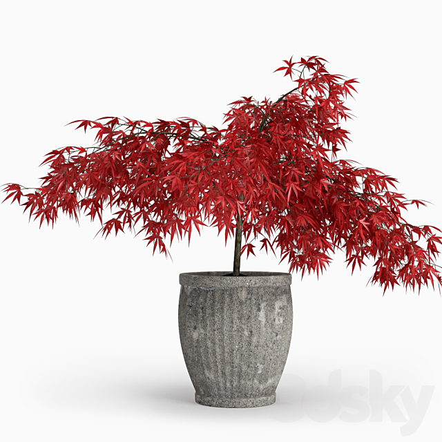 Japanese Maple (Lat. Ácer japónicum) 3DS Max Model - thumbnail 1