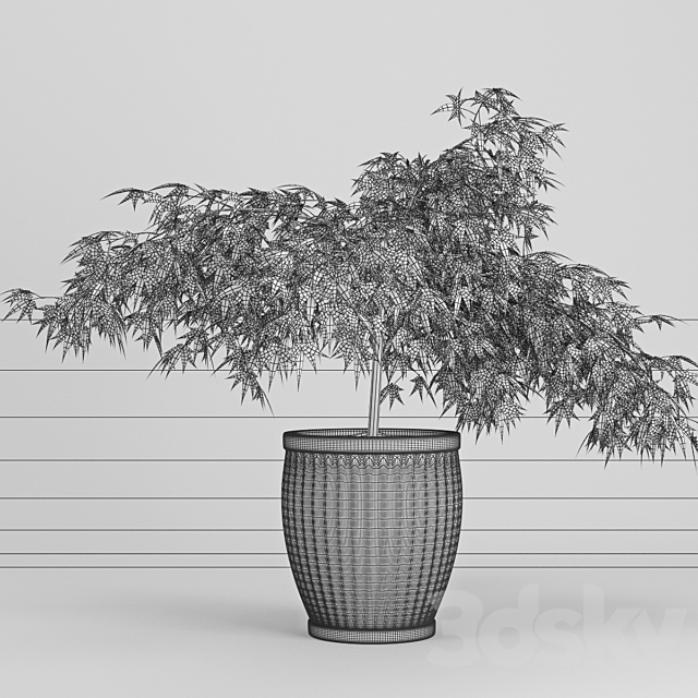 Japanese Maple (Lat. Ácer japónicum) 3DS Max Model - thumbnail 2