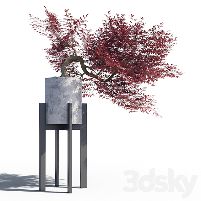 Japanese maple pot 3 3ds Max - thumbnail 1