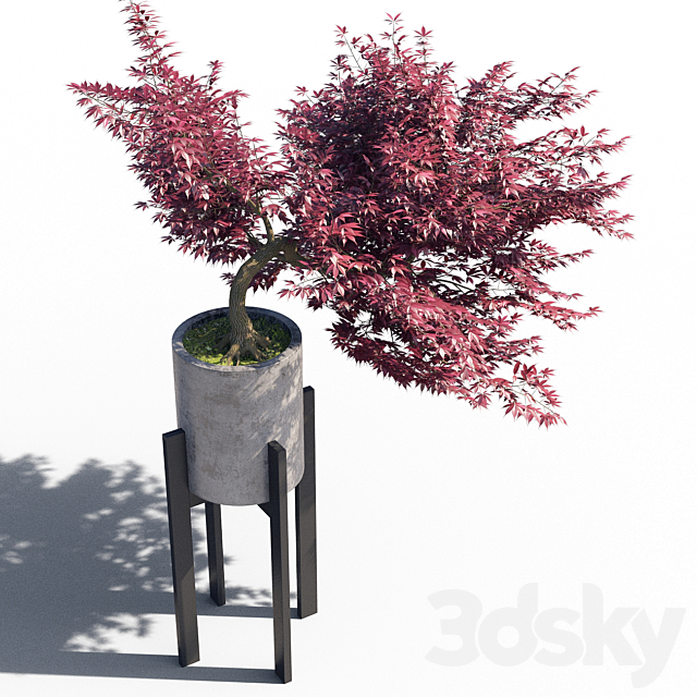 Japanese maple pot 3 3ds Max - thumbnail 2