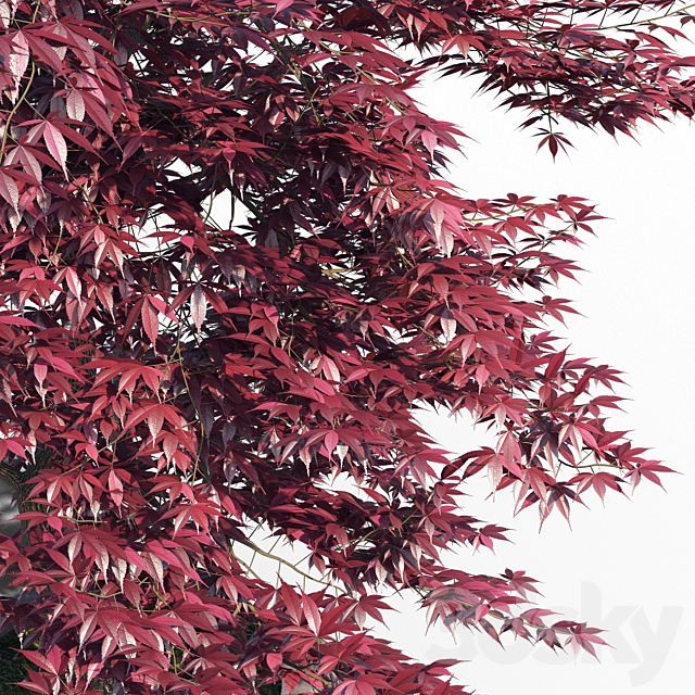 Japanese maple pot 3 3ds Max - thumbnail 3