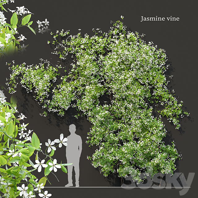 Jasmine vine 3ds Max - thumbnail 1