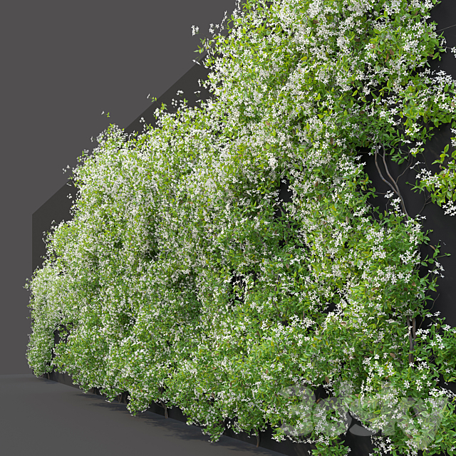 Jasmine vine 3ds Max - thumbnail 3