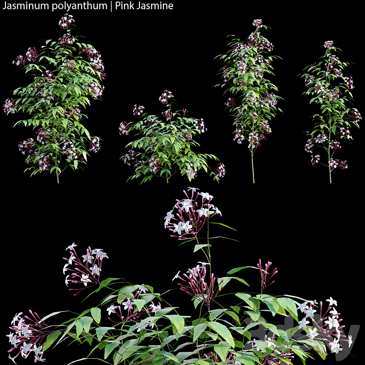 Jasminum polyanthum | Pink Jasmine 01 3DS Max - thumbnail 1