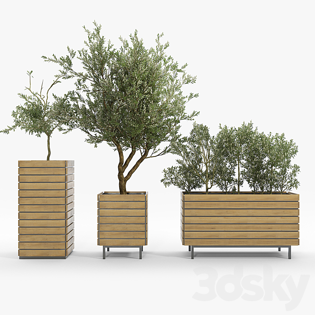 jasper rectangle planter Olea europaea 3ds Max - thumbnail 1