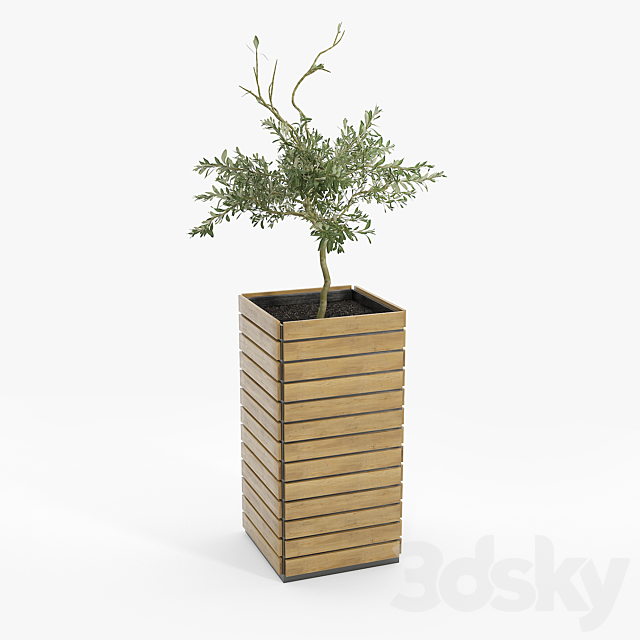 jasper rectangle planter Olea europaea 3ds Max - thumbnail 2