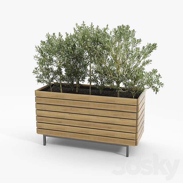 jasper rectangle planter Olea europaea 3ds Max - thumbnail 3