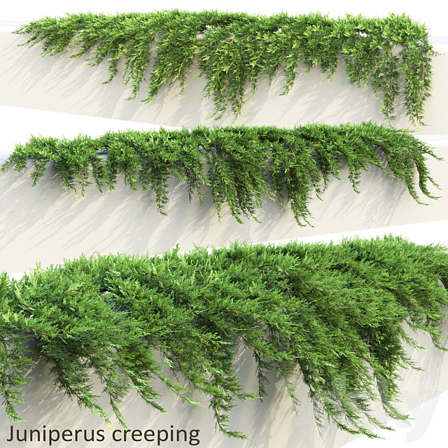 Juniper on retaining wall | Juniperus creeping # 1 3ds Max - thumbnail 1