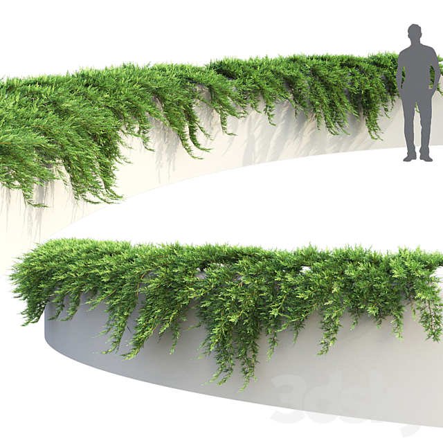 Juniper on retaining wall | Juniperus creeping # 1 3ds Max - thumbnail 2