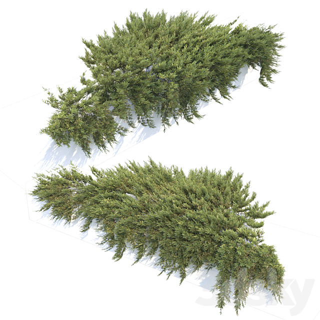 Juniperus 3DSMax File - thumbnail 2