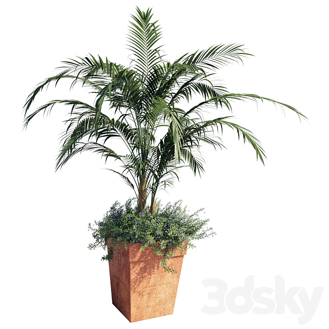 Kentia palm 3DSMax File - thumbnail 1