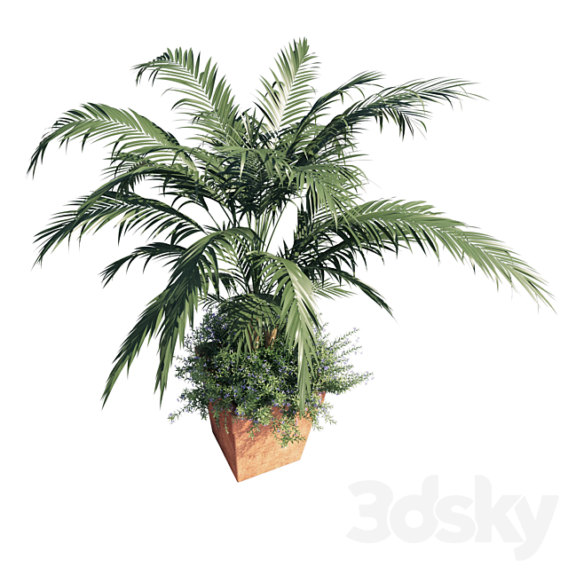 Kentia palm 3DSMax File - thumbnail 2