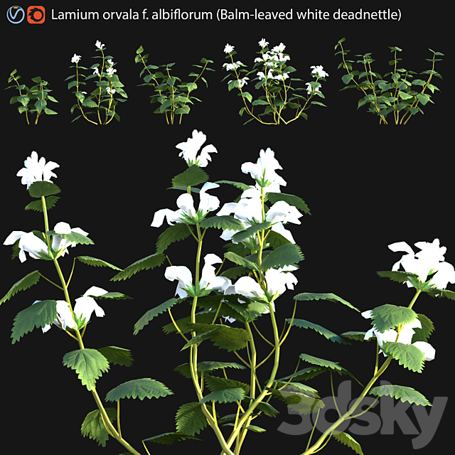 Lamium orvala – Balm-leaved white deadnettle – 01 3ds Max - thumbnail 1