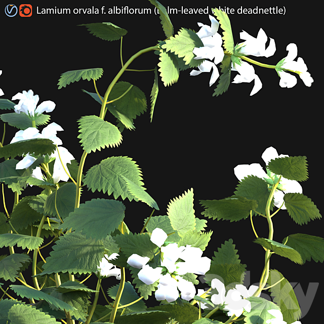 Lamium orvala – Balm-leaved white deadnettle – 01 3ds Max - thumbnail 2