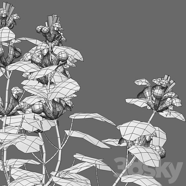 Lamium orvala – Balm-leaved white deadnettle – 01 3ds Max - thumbnail 3