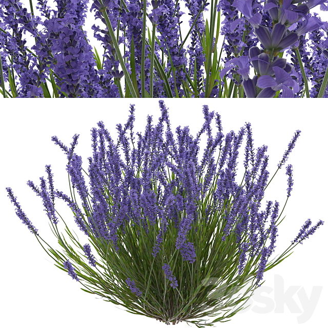 Lavender bush 3ds Max - thumbnail 1