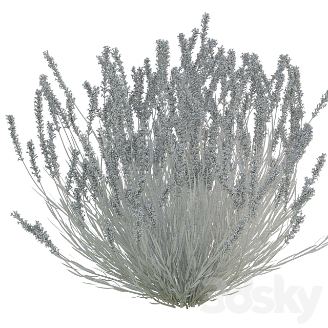 Lavender bush 3ds Max - thumbnail 2