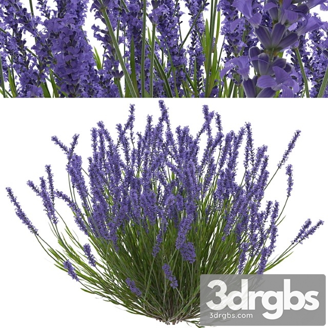 Lavender bush - thumbnail 1