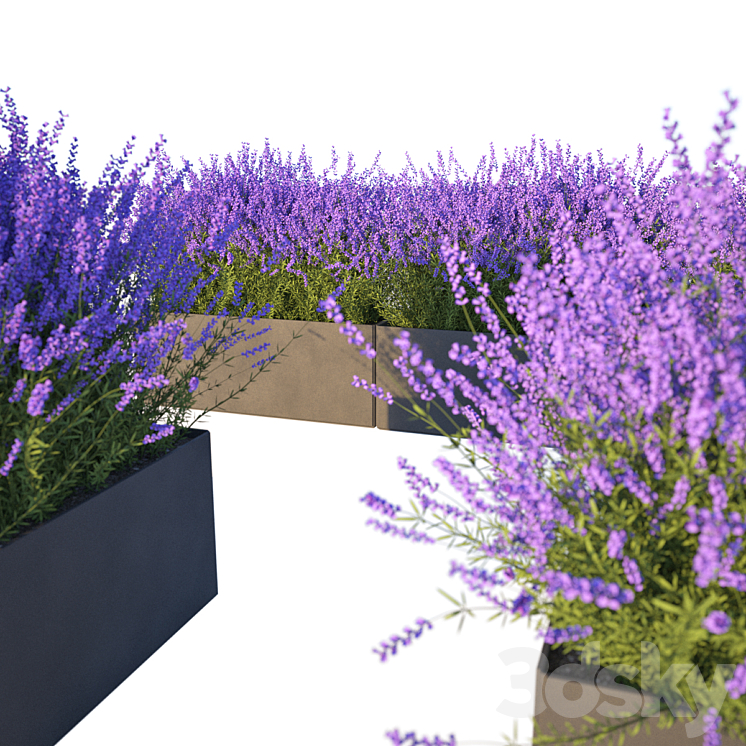 Lavender in Cubes 3DS Max - thumbnail 1