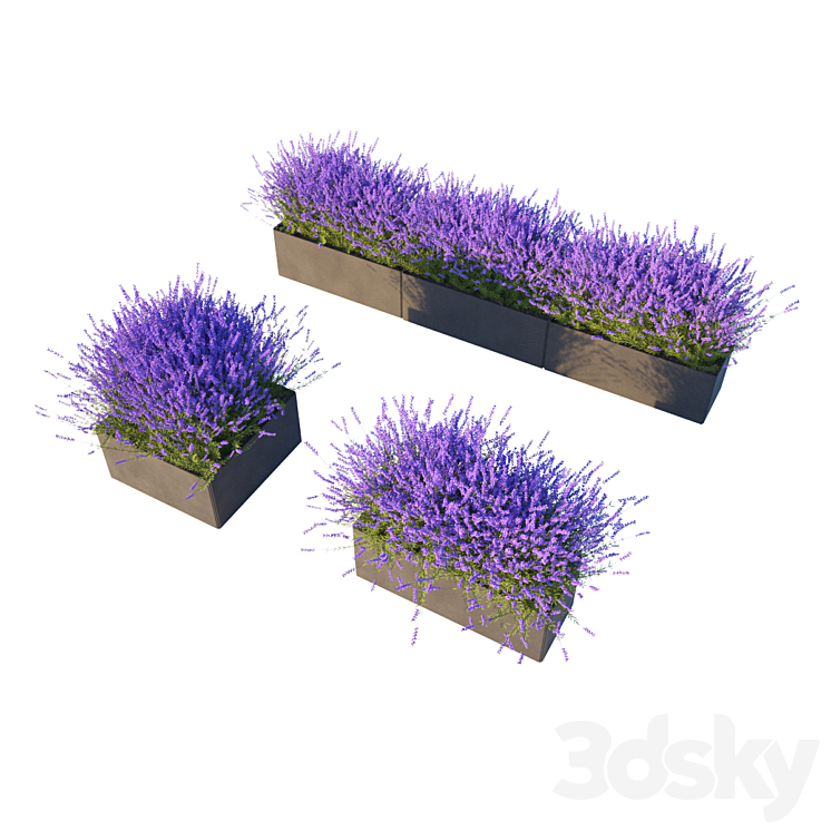 Lavender in Cubes 3DS Max - thumbnail 2