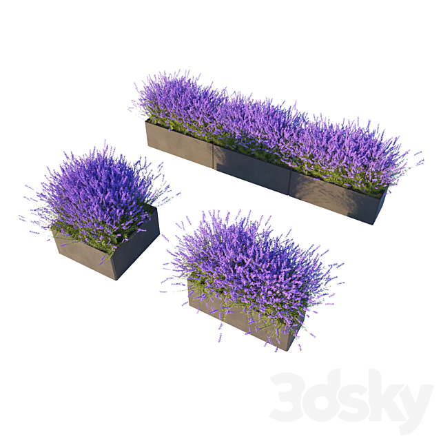 Lavender in Cubes 3DSMax File - thumbnail 2