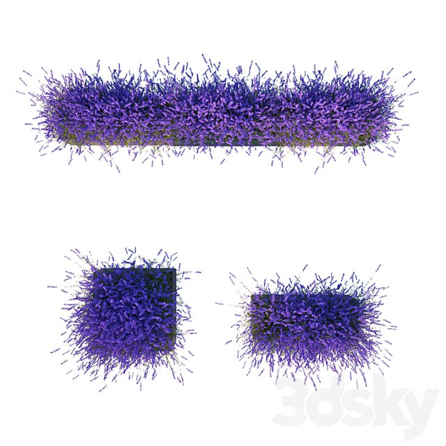 Lavender in Cubes 3DSMax File - thumbnail 3