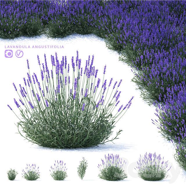 Lavender narrow-leaved flowers | Lavandula angustifolia 3ds Max - thumbnail 1