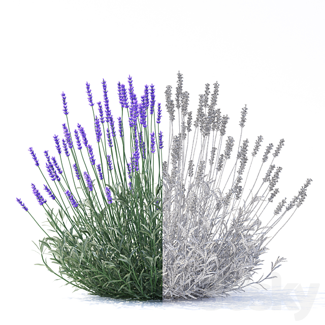 Lavender narrow-leaved flowers | Lavandula angustifolia 3ds Max - thumbnail 2