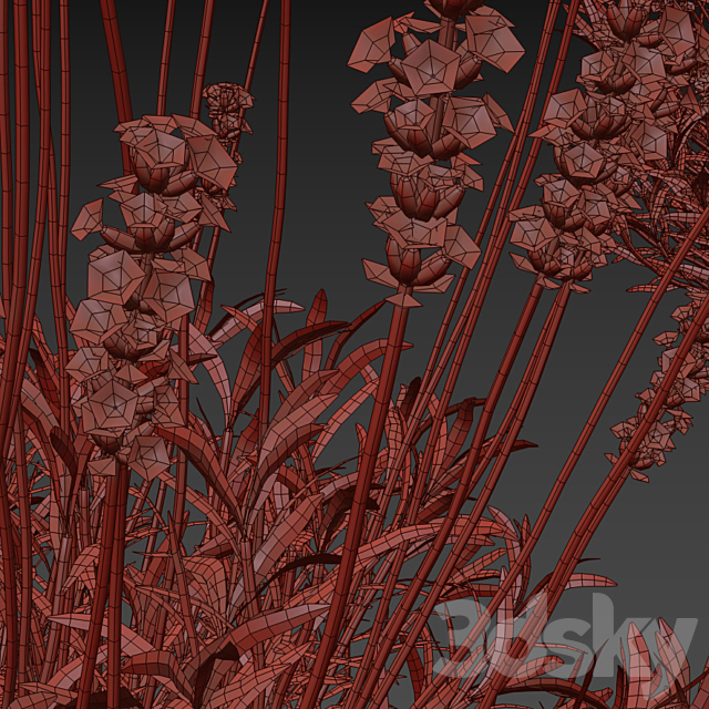 Lavender narrow-leaved flowers | Lavandula angustifolia 3ds Max - thumbnail 3