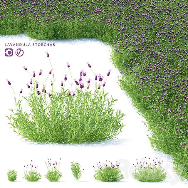 Lavender Stahad flowers | Lavandula stoechas 3ds Max - thumbnail 1