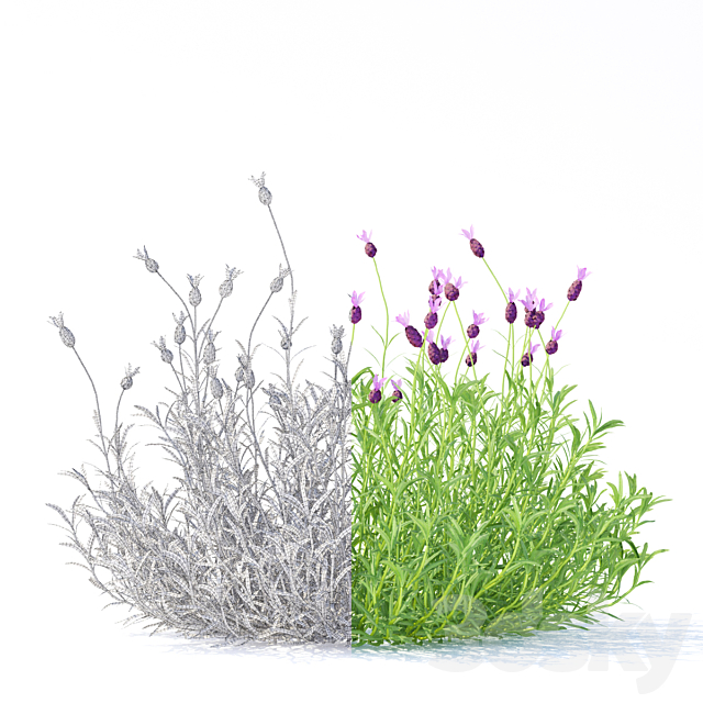 Lavender Stahad flowers | Lavandula stoechas 3ds Max - thumbnail 2