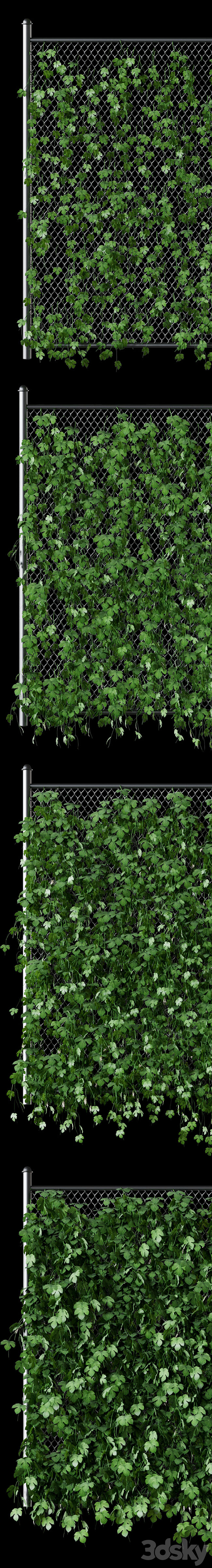 Leaves of hops on the fence net 3DS Max - thumbnail 2