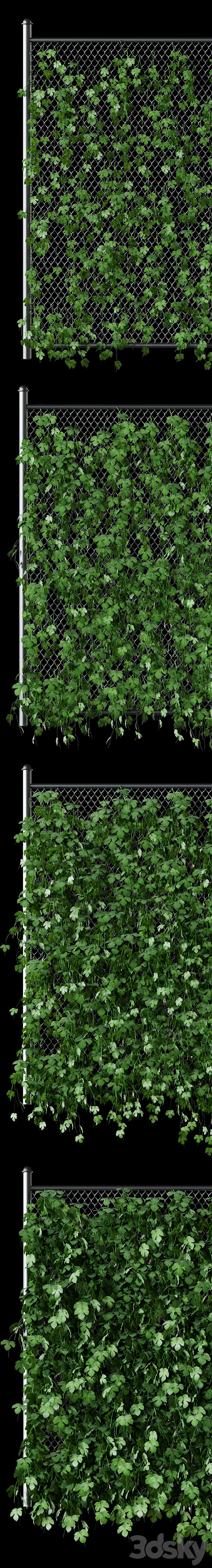 Leaves of hops on the fence net 3DSMax File - thumbnail 2